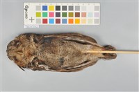 藏品(黃嘴角鴞)的圖片